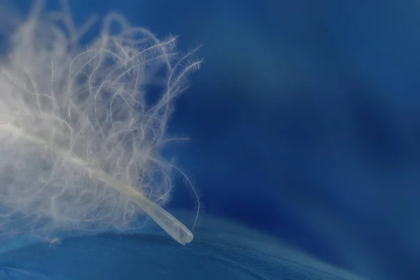 Macro Vista Una Pluma Blanca Sobre Fondo Azul — Foto de Stock