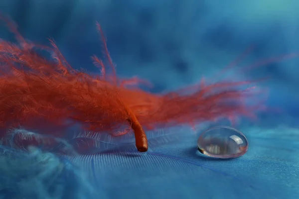 Вид Макросу Червоне Перо Крапля Води Синьому Фоні — стокове фото