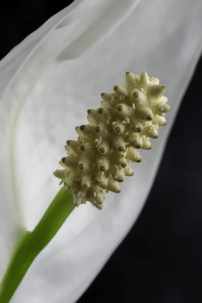 Макровид Одинокого Цветущего Белого Цветка Каллы — стоковое фото