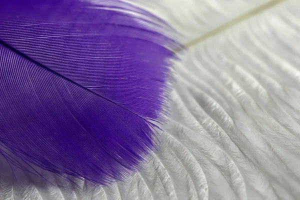 Macro View Violet Feather Lying White Feather — Stock Photo, Image