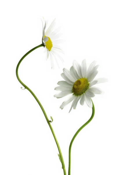 Zwei Gänseblümchen Blumen Isoliert Auf Weißem Hintergrund — Stockfoto