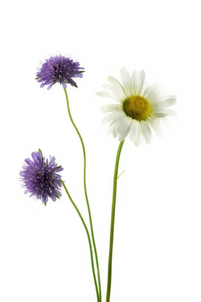 Une Fleur Marguerite Fleurs Deux Fleurs Violette Fleurs — Photo