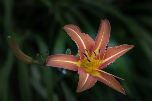 Vista Cerca Una Flor Lirio Flor Sobre Fondo Verde — Foto de Stock