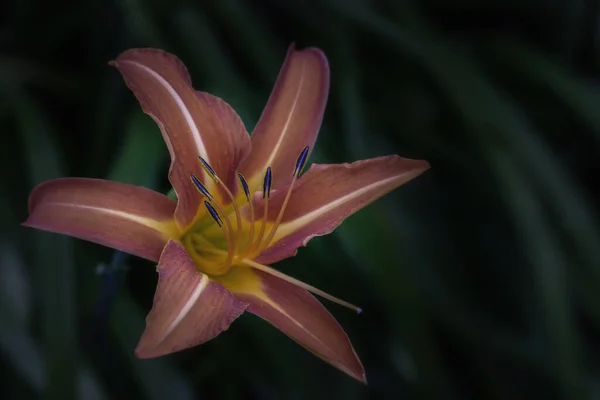 Крупный План Цветущего Цветка Лилии Зеленом Фоне — стоковое фото