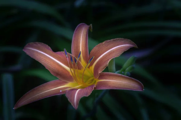 Widok Bliska Jeden Kwitnący Kwiat Lilii Zielonym Tle — Zdjęcie stockowe