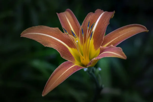 Közelkép Egy Virágzó Liliom Virág Zöld Háttér — Stock Fotó
