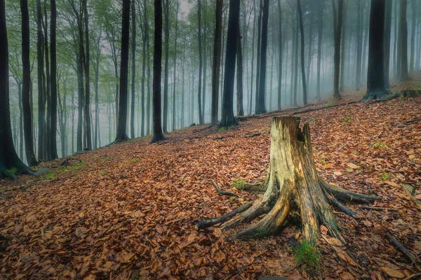 Ανοιξιάτικο Δάσος Οξιάς Ομίχλη Στο Βάθος — Φωτογραφία Αρχείου