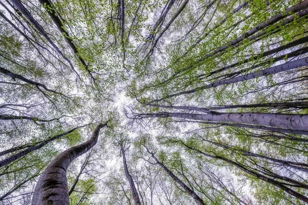 ブナの木の冠への眺め — ストック写真