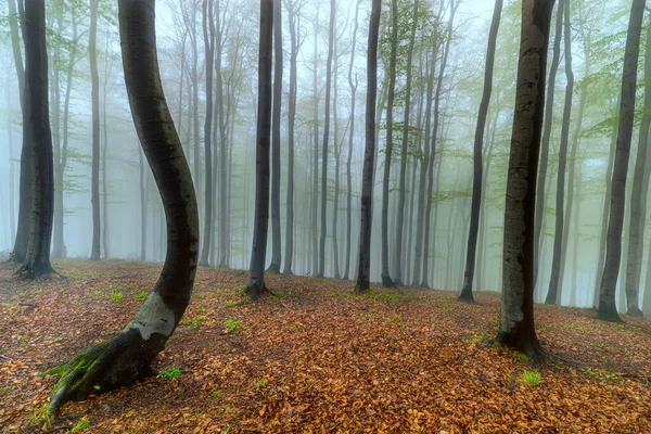 Frühling Buchenwald Mit Nebel Hintergrund — Stockfoto
