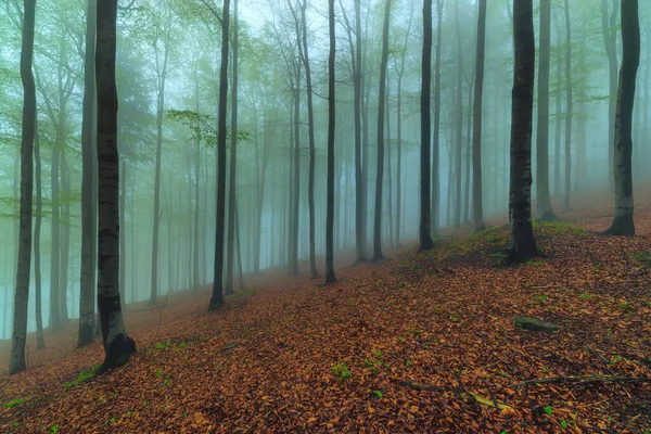 Arka Planda Sis Olan Bahar Kayın Ormanı — Stok fotoğraf