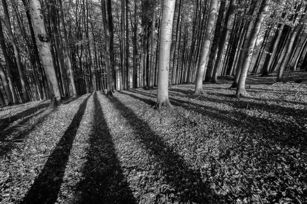 Bosque Haya Primavera Con Sombras Árboles Sobre Hojas Caídas Suelo — Foto de Stock