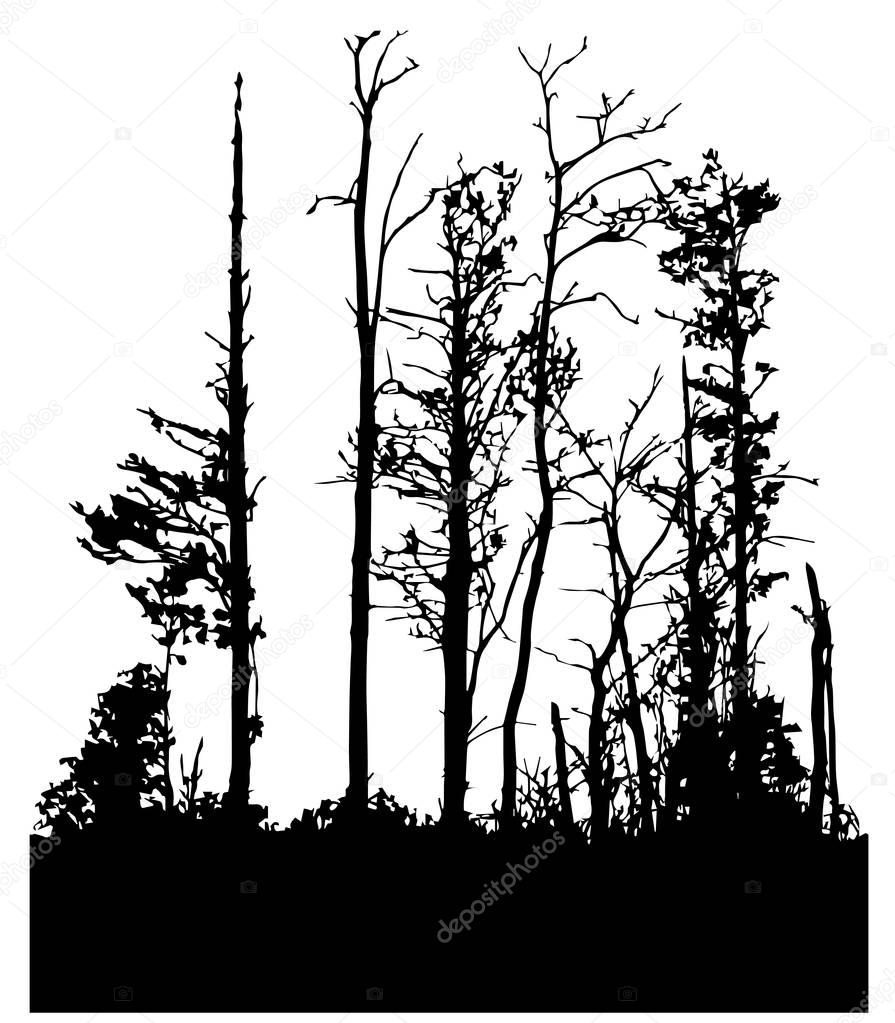 black silhouette of forest