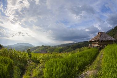 Yeşil Pa Pong Pieng, Mae Chaem, Chiang Mai Province, Tayland pirinç alan teraslı
