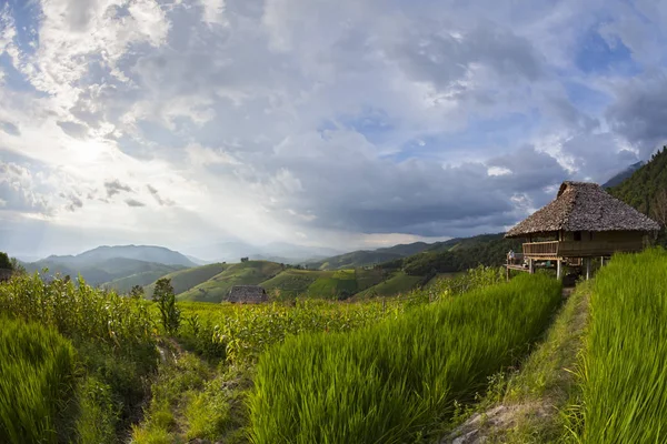 Yeşil Pa Pong Pieng, Mae Chaem, Chiang Mai Province, Tayland pirinç alan teraslı