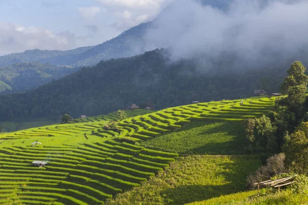 Green Terraced Rice Field in Pa Pong Pieng, Mae Chaem, Chiang Mai Province, Thailand — Stock Photo, Image
