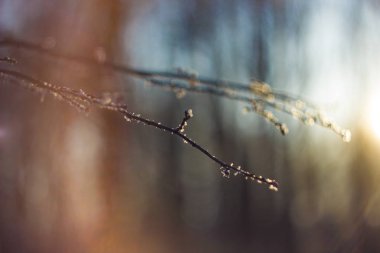 Winter forest. Trees in the snow