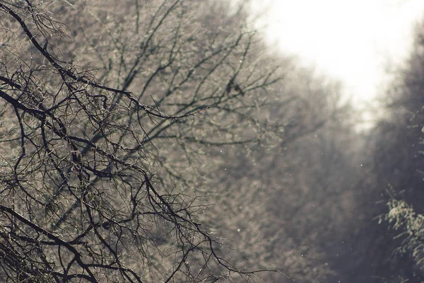 Winter forest. Trees in the snow