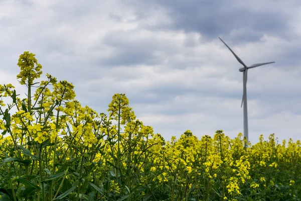 Rapsfeld mit Windrad in voller Blüte — Stockfoto