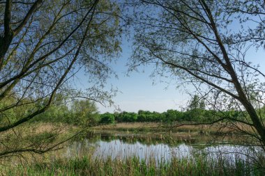 Doğa koruma alanı ile küçük bir göl güneş ve mavi gökyüzü, ağaçlar