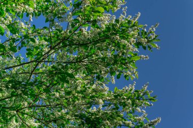 Güneş ve mavi gökyüzü yeşil ağaçların yaprakları