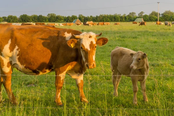 El ganado - las vacas en el pastizal al amanecer — Foto de Stock