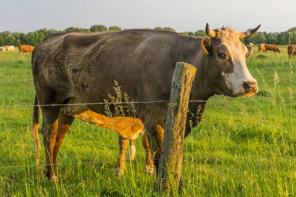 El ganado - las vacas en el pastizal al amanecer — Foto de Stock