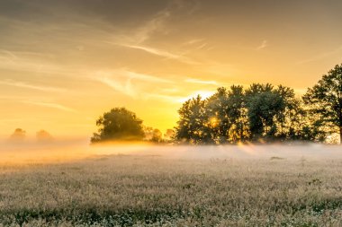 Renkli ahşap arka plan üzerinde beyaz güller