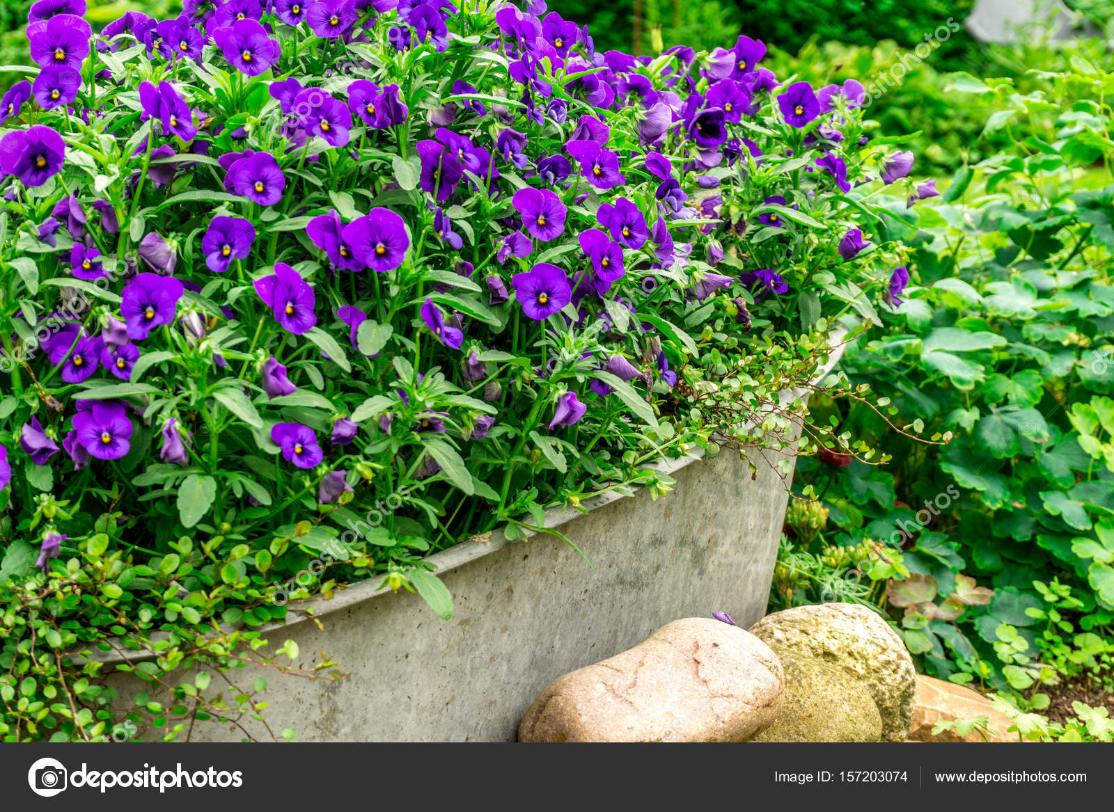 Blaue Sommerblumen in einem ZinkTrog im Garten bei