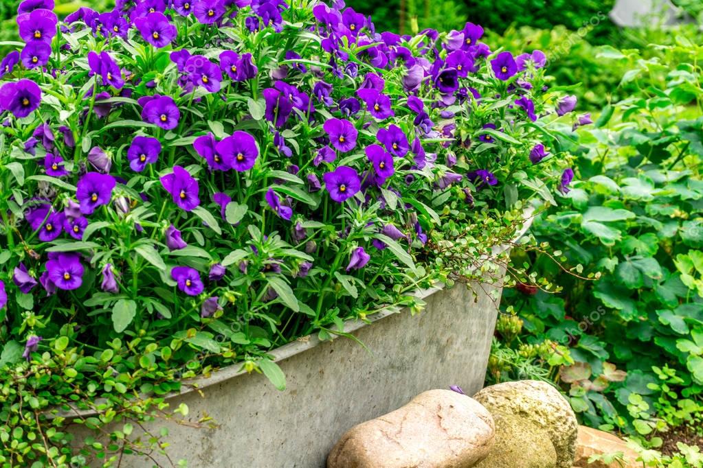 Blaue Sommerblumen in einem ZinkTrog im Garten bei
