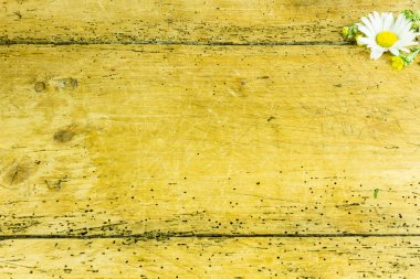 Daisy rustik ahşap tahta gibi bir arka plan üzerinde