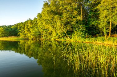 Sazlık ve gündoğumu, yeşil ağaçlar ile küçük bir göl