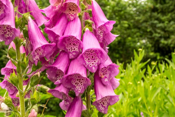 A kert zöld levelekkel rózsaszín bellflower — Stock Fotó