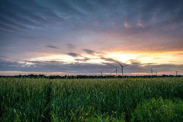 Windmühlen mit Getreidefeld bei Sonnenaufgang — Stockfoto