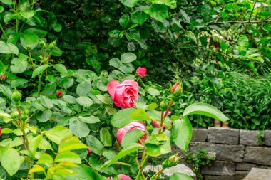 Bir bahçede yeşil yaprakları ile kırmızı gül