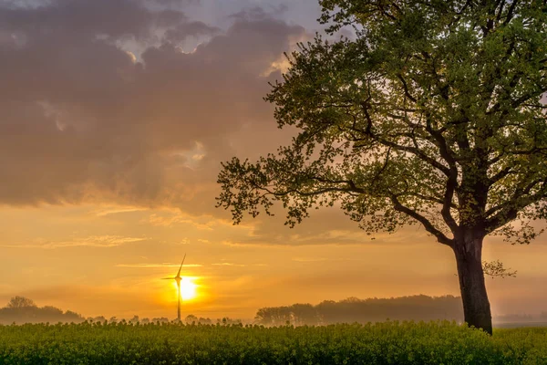 Baum auf einem Rapsfeld bei Sonnenaufgang — Stockfoto