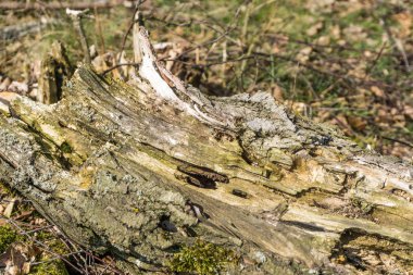 Doğal arka plan - eski rustik ahşap