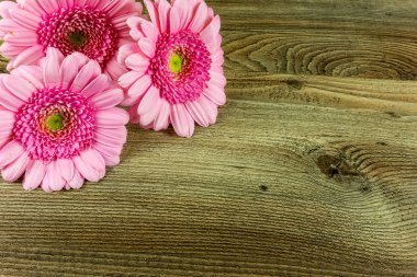Rustik ahşap tablo olarak bir arka plan üzerinde renkli gerbera çiçekleri