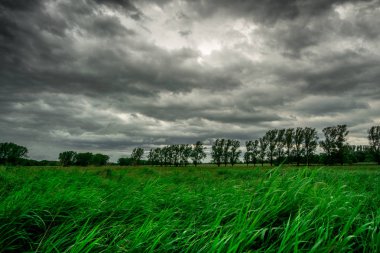 Yeşil mera siyah thunderclouds ve ağaçlar ile