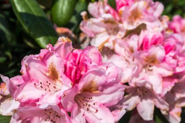 Güneş ışığında bahçede çiçekli rhododendron