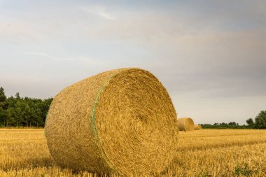 Sonra güneşli hasat kırpma alanı