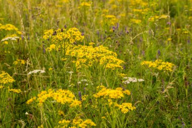 Güneş ışığı, sarı çiçekli yaz çayır