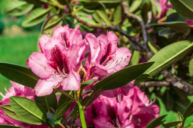 Güneş, yeşil yaprakları ile kırmızı peonies