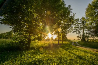 Ağaçlar alanın kenarında gün batımında