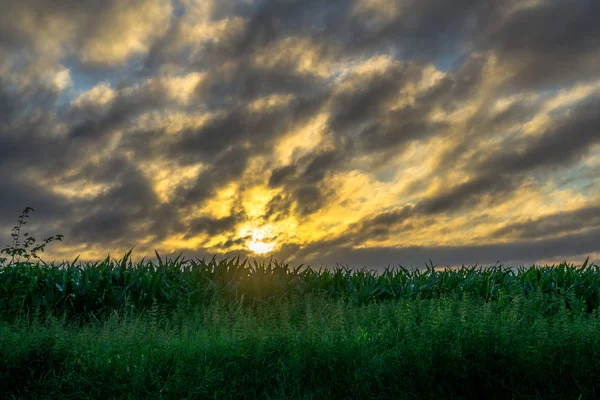 Campo de maíz al amanecer con nubes oscuras — Foto de Stock