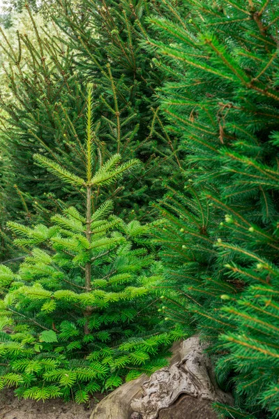 Małych nordmann jodła w lesie Sunshine — Zdjęcie stockowe