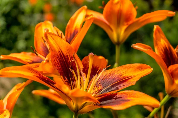 Flores coloridas de verão ao sol no jardim — Fotografia de Stock