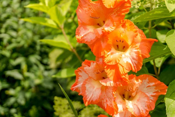 Flores coloridas de verão ao sol no jardim — Fotografia de Stock