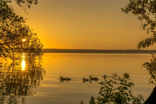 Patos en un pequeño lago al amanecer — Foto de Stock