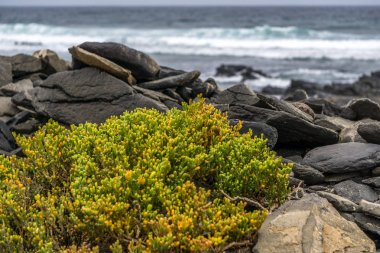 Yeşil bitkiler ve birçok siyah taşlar ile plaj