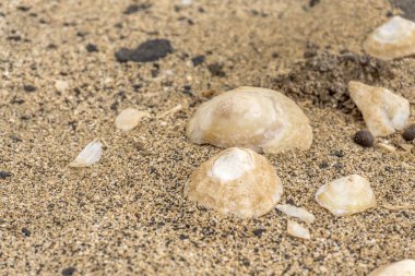 Sahilde yalan kabukları